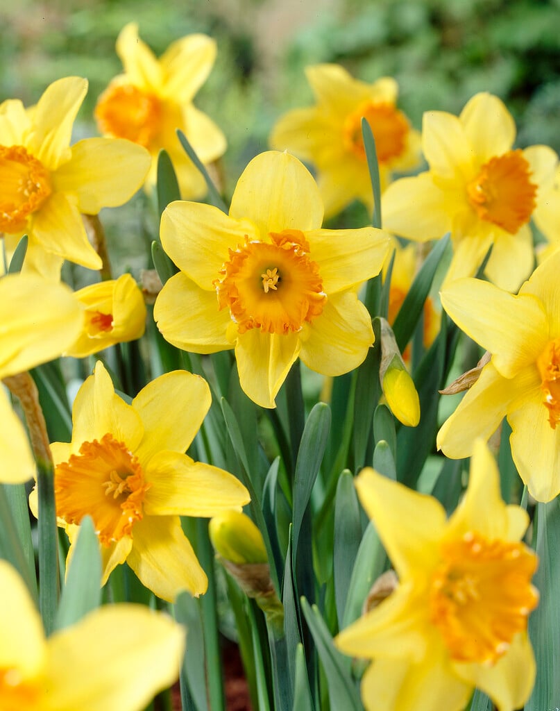 daffodil 'Juanita'