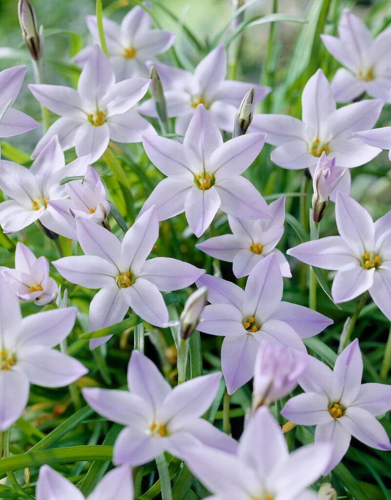 spring starflower 'Wisley Blue'