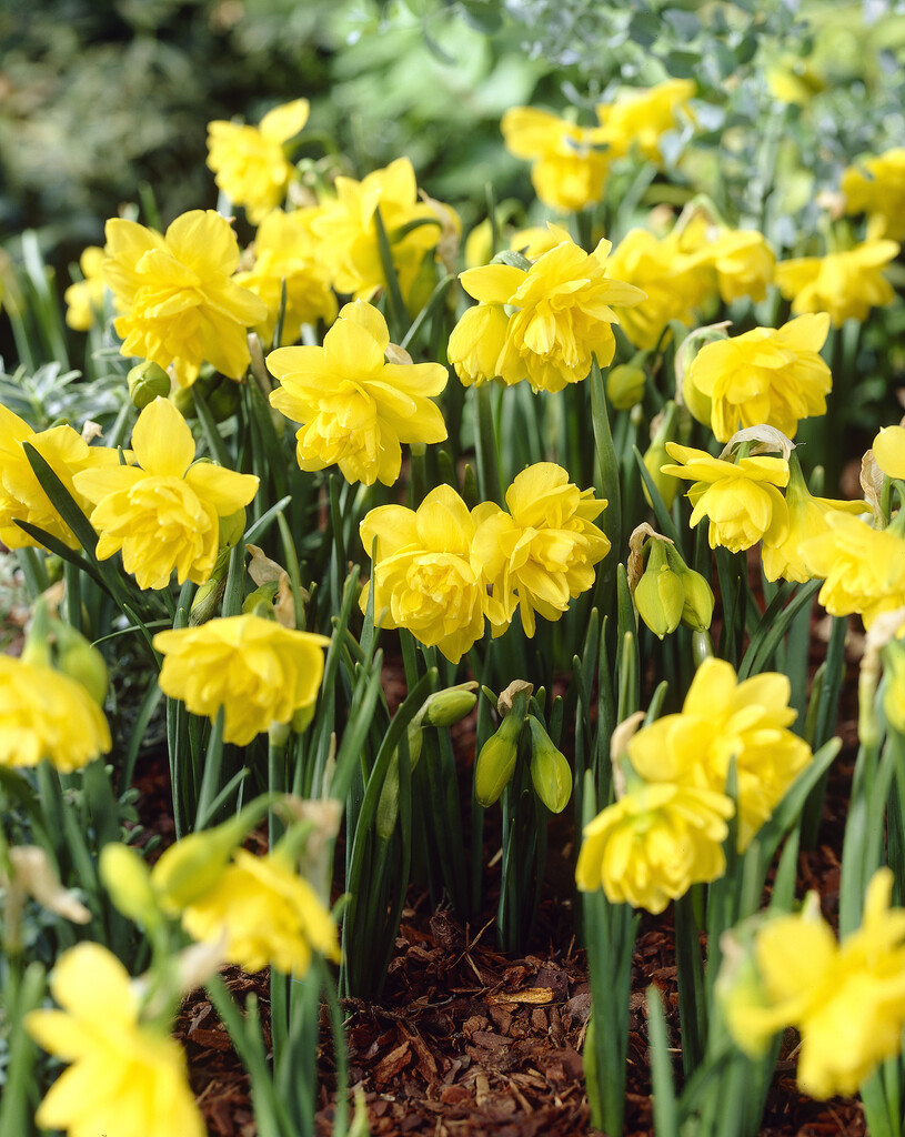 daffodil 'Pencrebar'