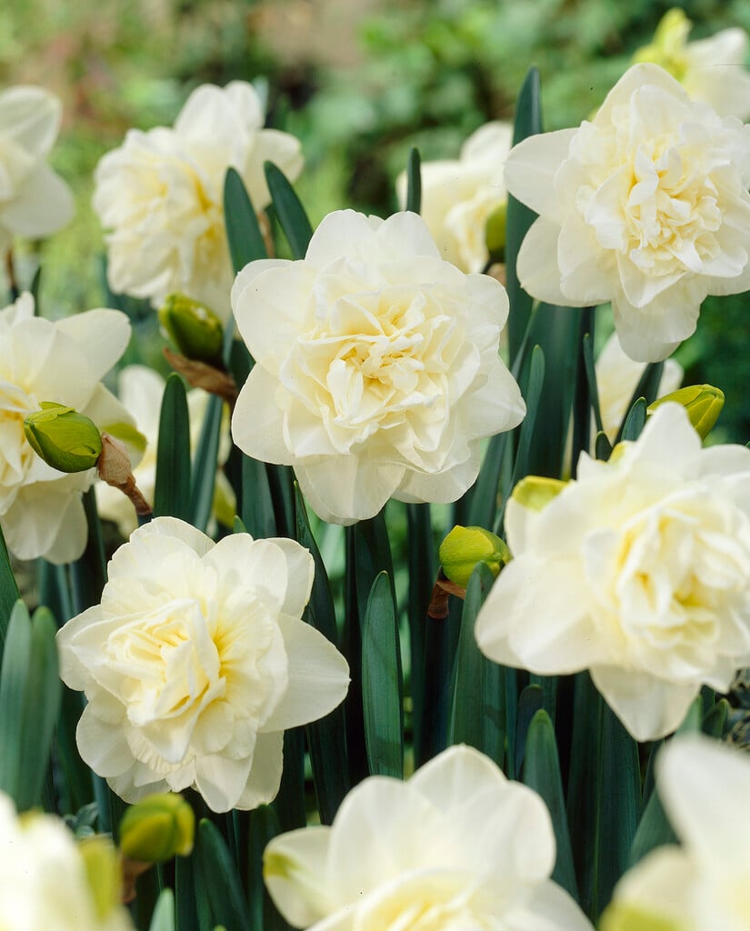 daffodil 'Obdam'