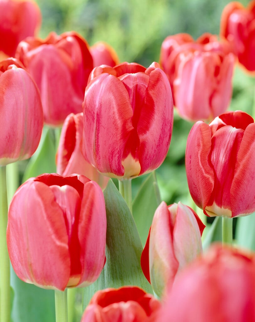 tulip 'Spring Song'