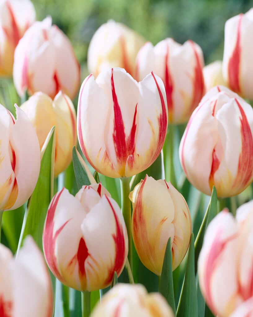 tulip 'Carnaval de Rio'