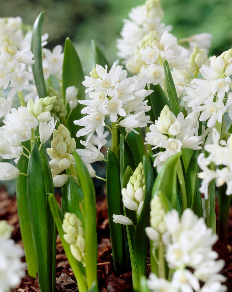 Lebanon striped squill 'Alba'