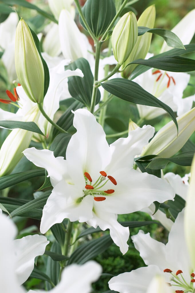 lily 'Rialto'