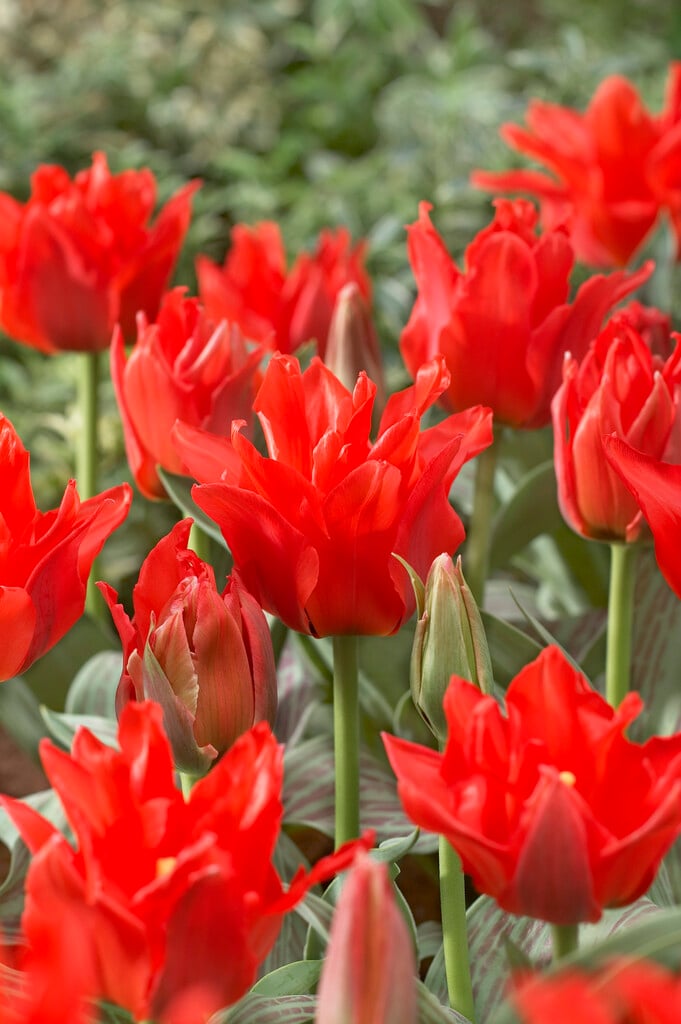 tulip 'Double Red Riding Hood'