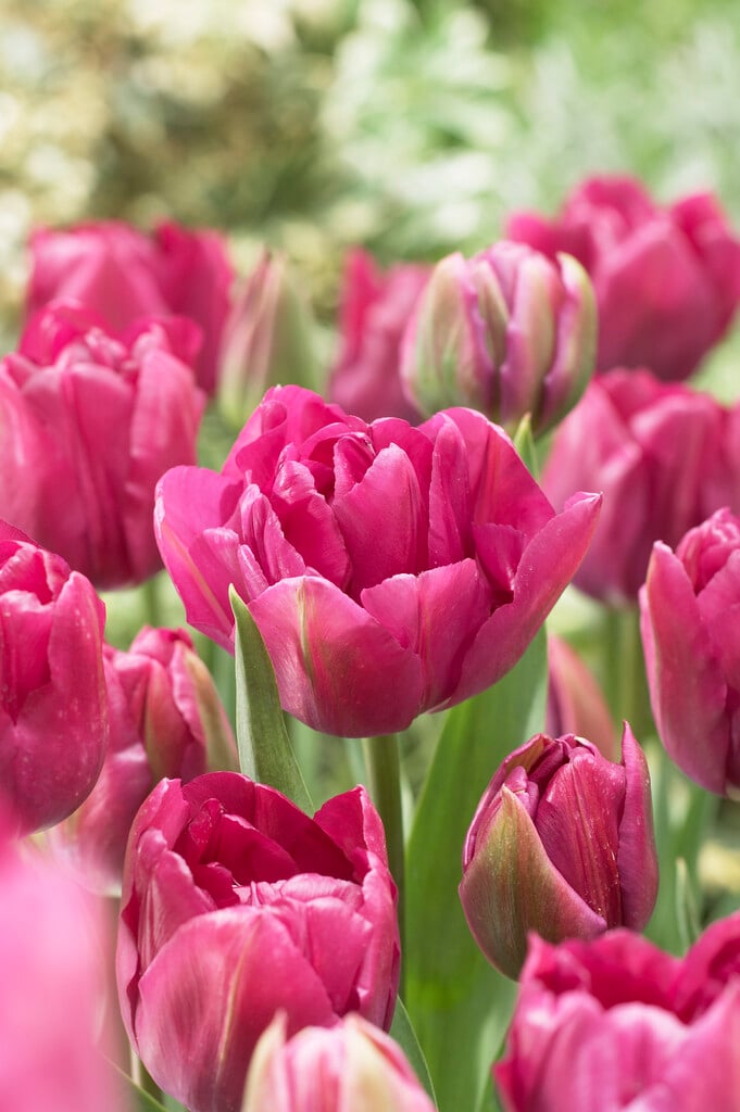 tulip 'Royal Acres'