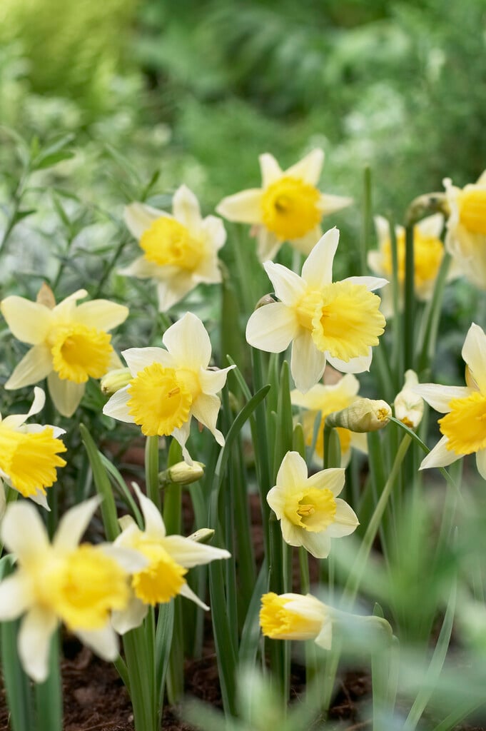 Lent lily daffodil