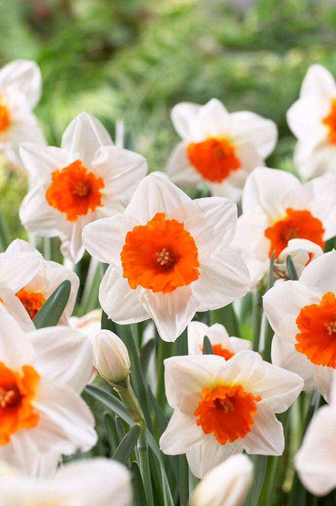 daffodil 'Johann Strauss'