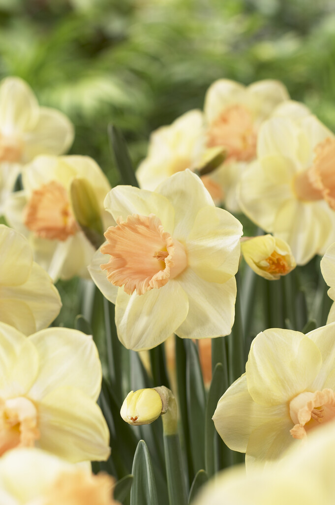 daffodil 'Sagitta'