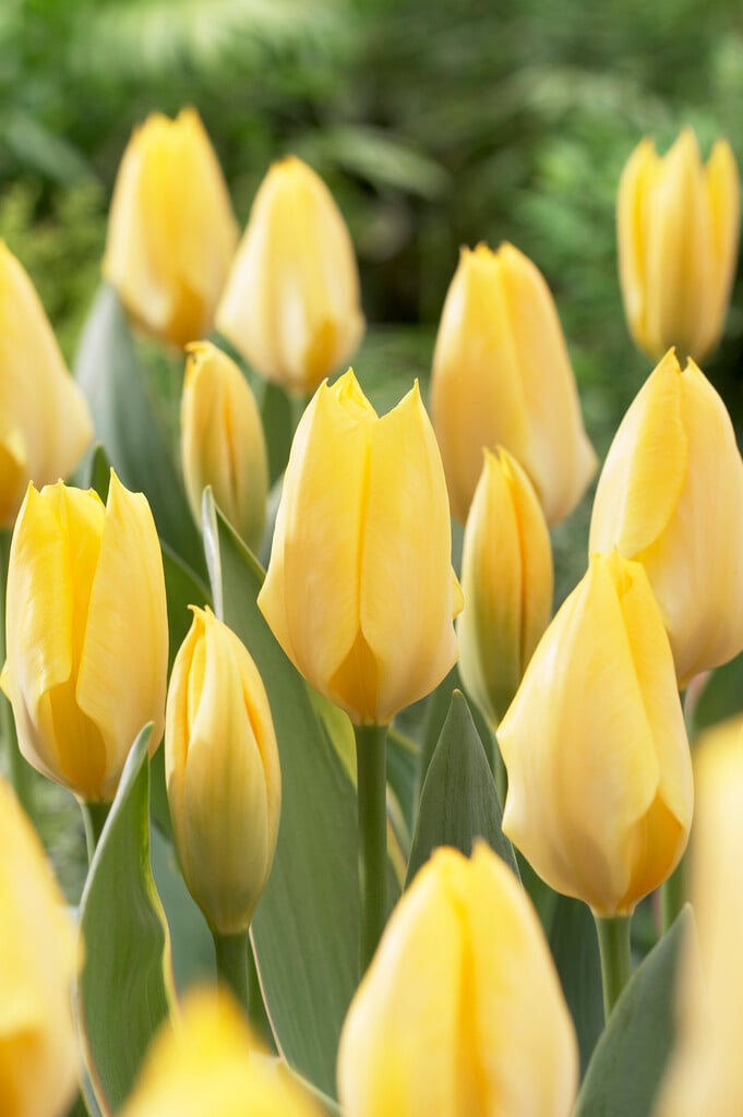 tulip 'Easter Moon'