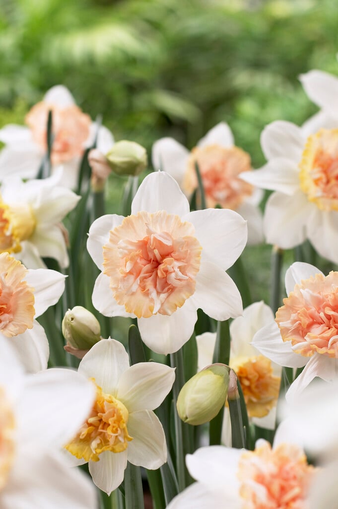daffodil 'Petit Four'
