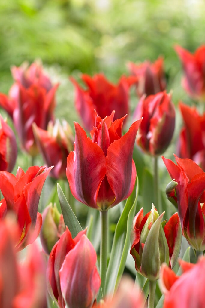 tulip 'Hollywood'