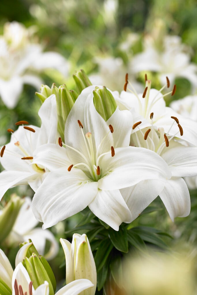 lily 'Reinesse'