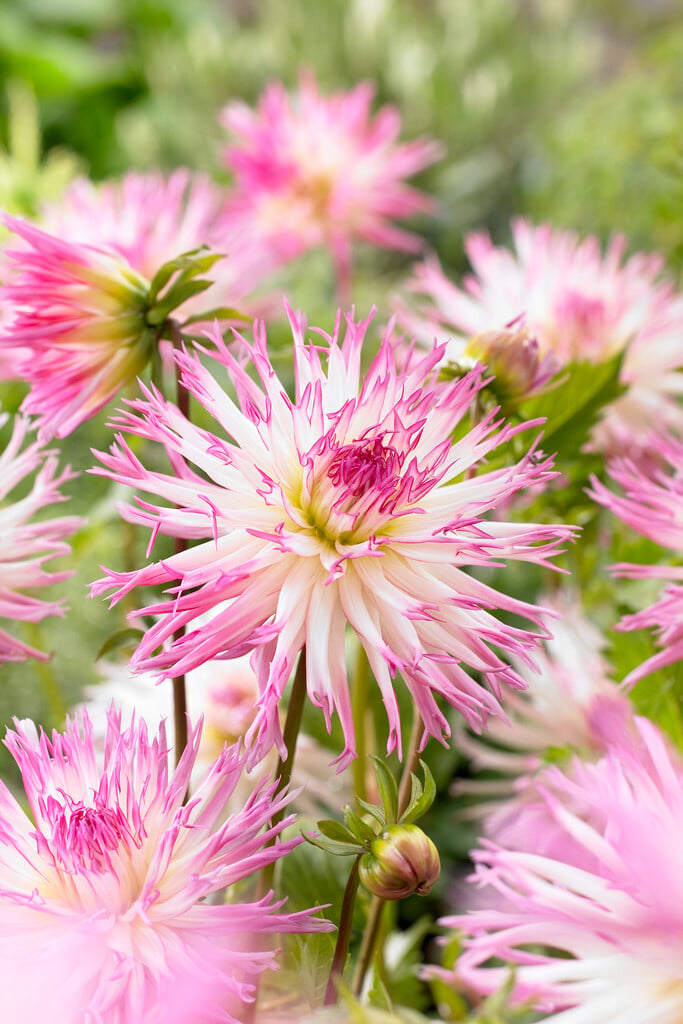 <i>Dahlia</i> 'Marlene Joy' (Fim)