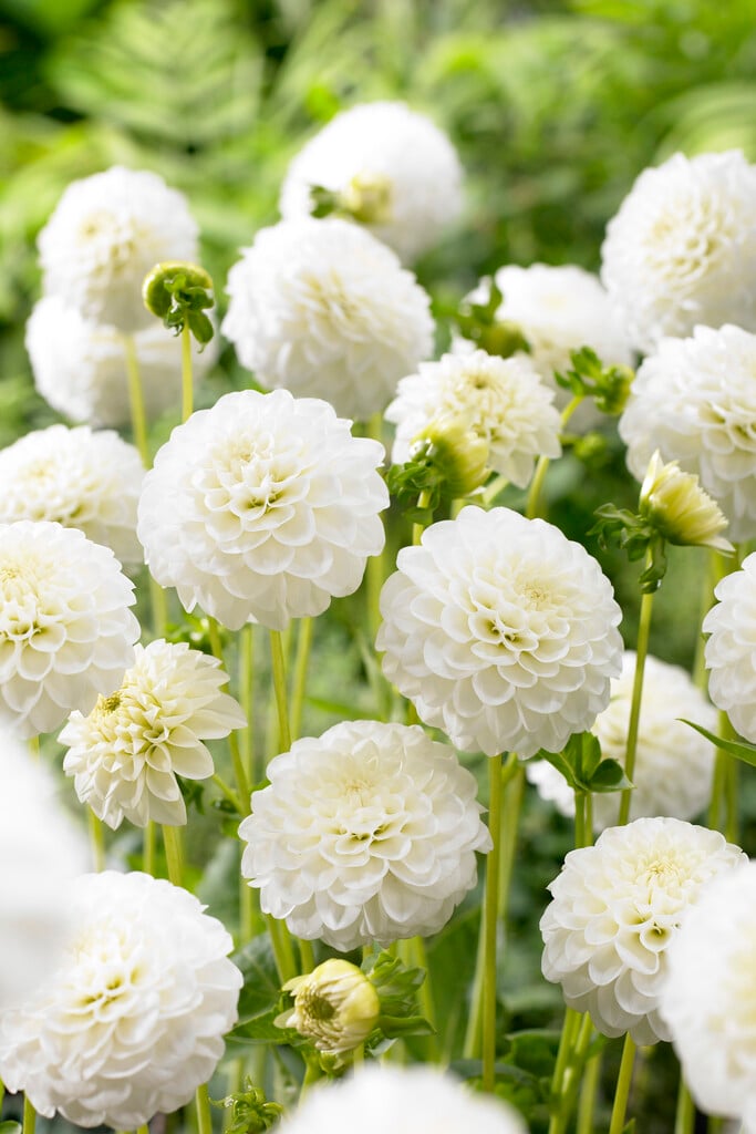 dahlia 'White Aster'