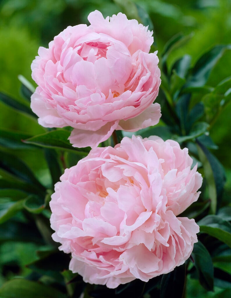 peony 'Pillow Talk'