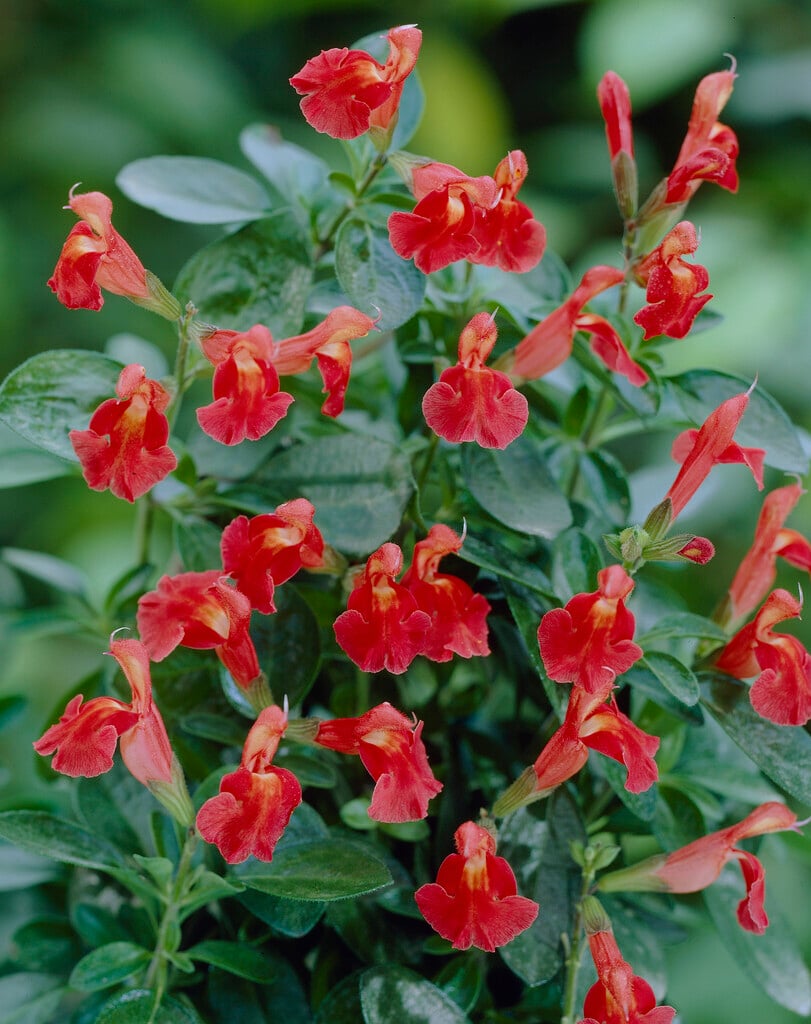 autumn sage 'Peach'