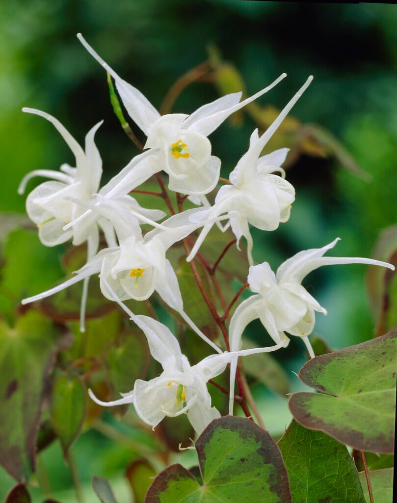 <i>Epimedium</i> creeping yellow