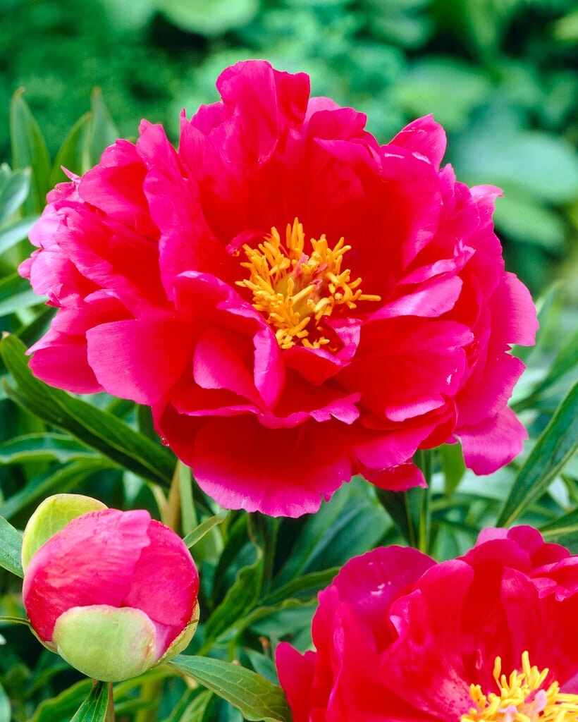 peony 'Coral Fay'