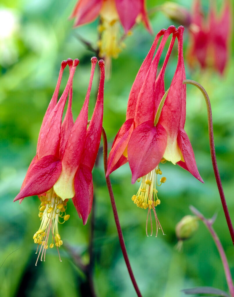 <em>Aquilegia</em> <em>canadensis</em> 'Little Lanterns'