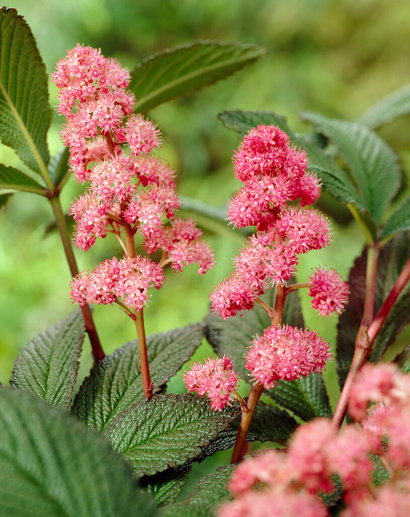 <i>Rodgersia</i> <i>pinnata</i> 'Fireworks'