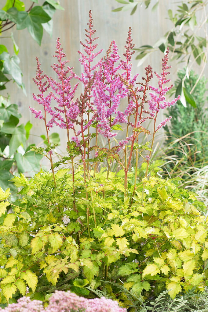 astilbe 'Beauty of Lisse'