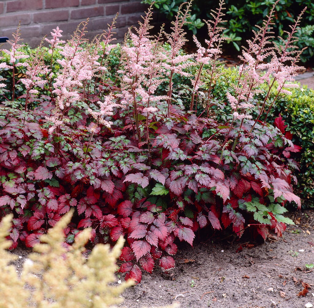 astilbe 'Beauty of Ernst'