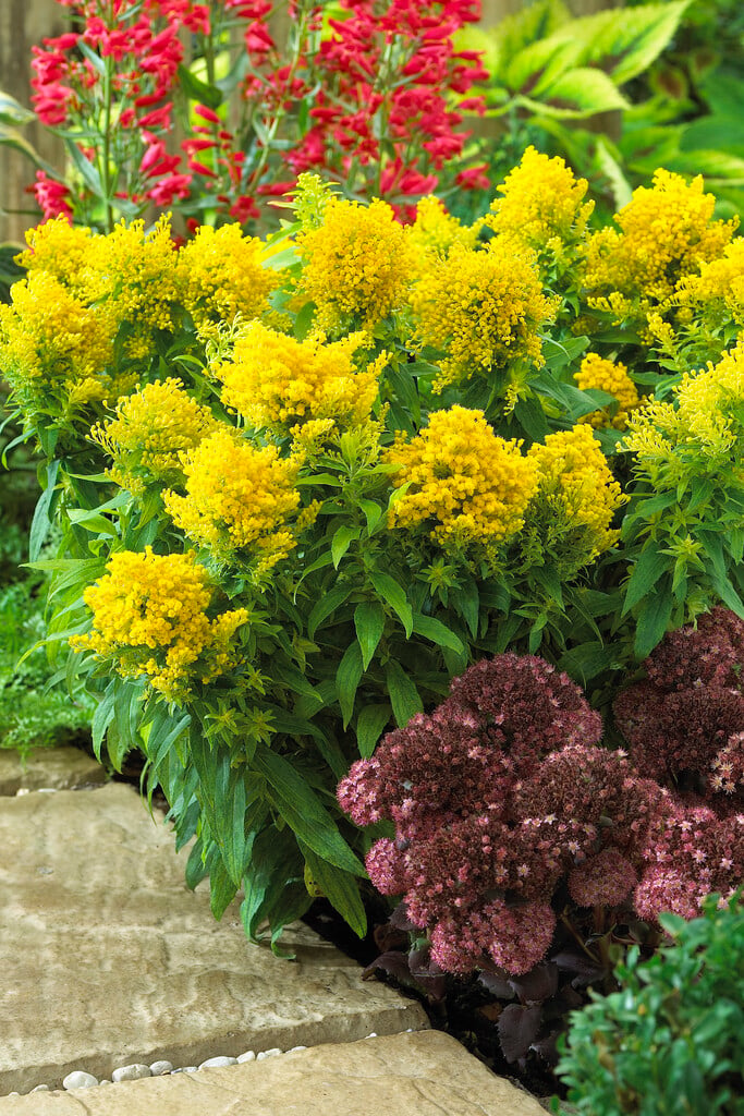 <i>Solidago</i> 'Queenie'