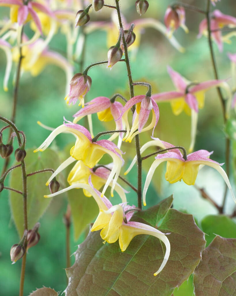 <em>Epimedium</em> 'Fire Dragon'