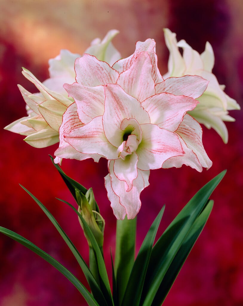 amaryllis 'Aphrodite'