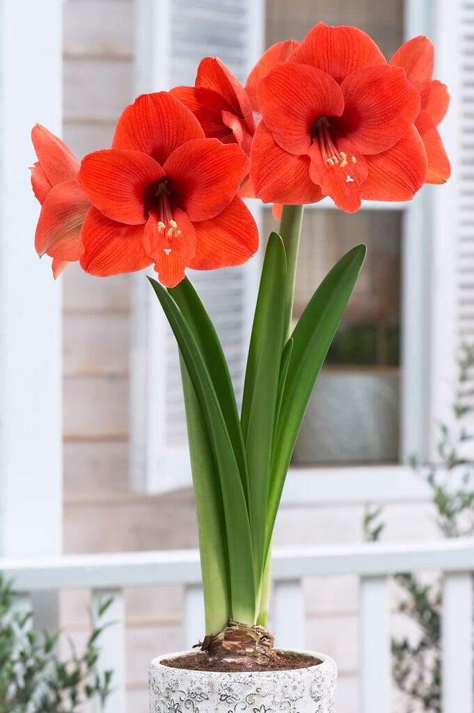 amaryllis 'Naranja'