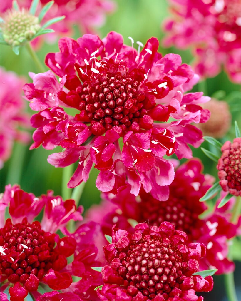 <i>Scabiosa</i> <i>atropurpurea</i> 'Chilli Pepper'