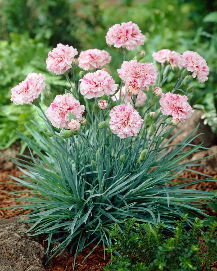 pink 'Bailey's Celebration'