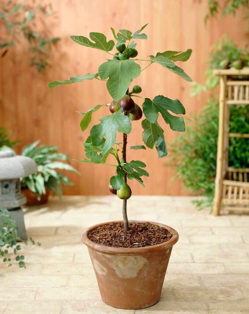 fig 'Violetta'