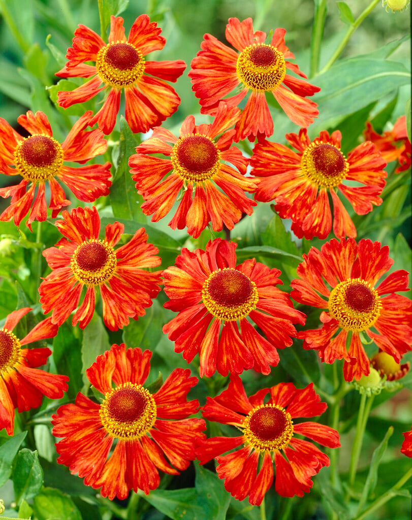 <i>Helenium</i> 'Orange Beauty'