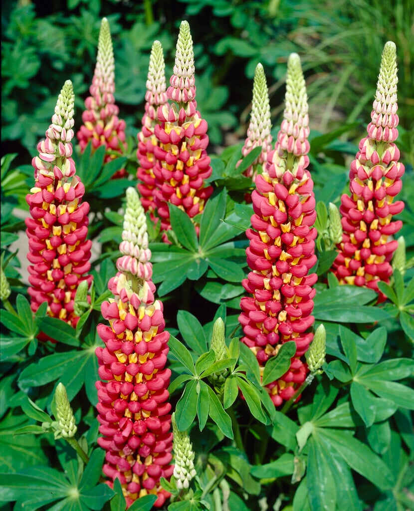 lupin 'Tequila Flame'