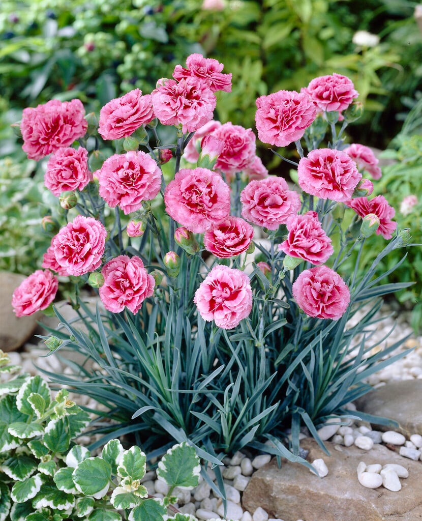 pink 'Hot Spice'