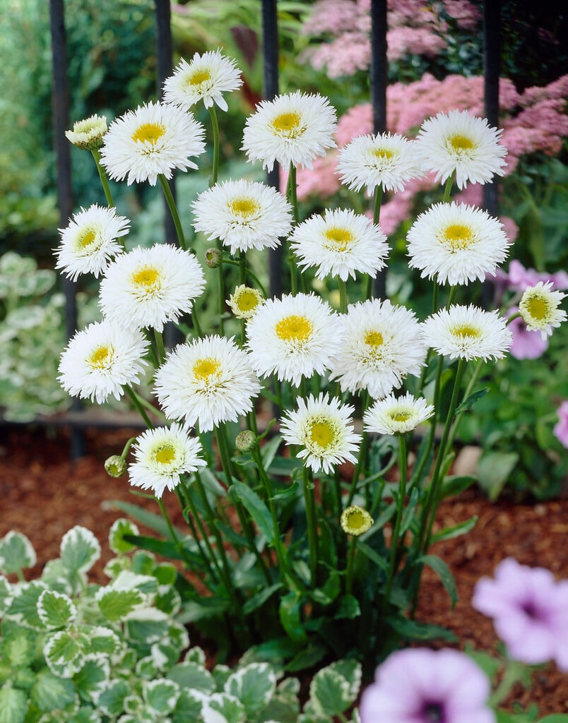 <em>Leucanthemum</em> × <em>superbum</em> 'Snehurka'