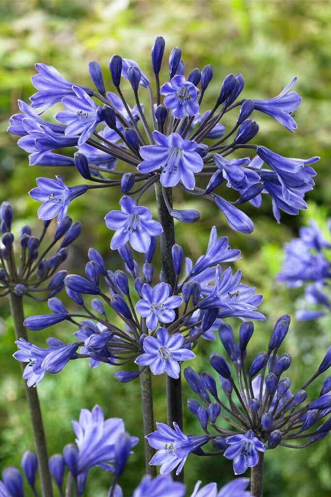 African lily 'Black Buddhist'