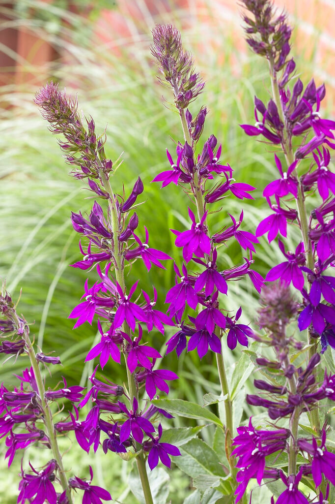 lobelia 'Hadspen Purple'