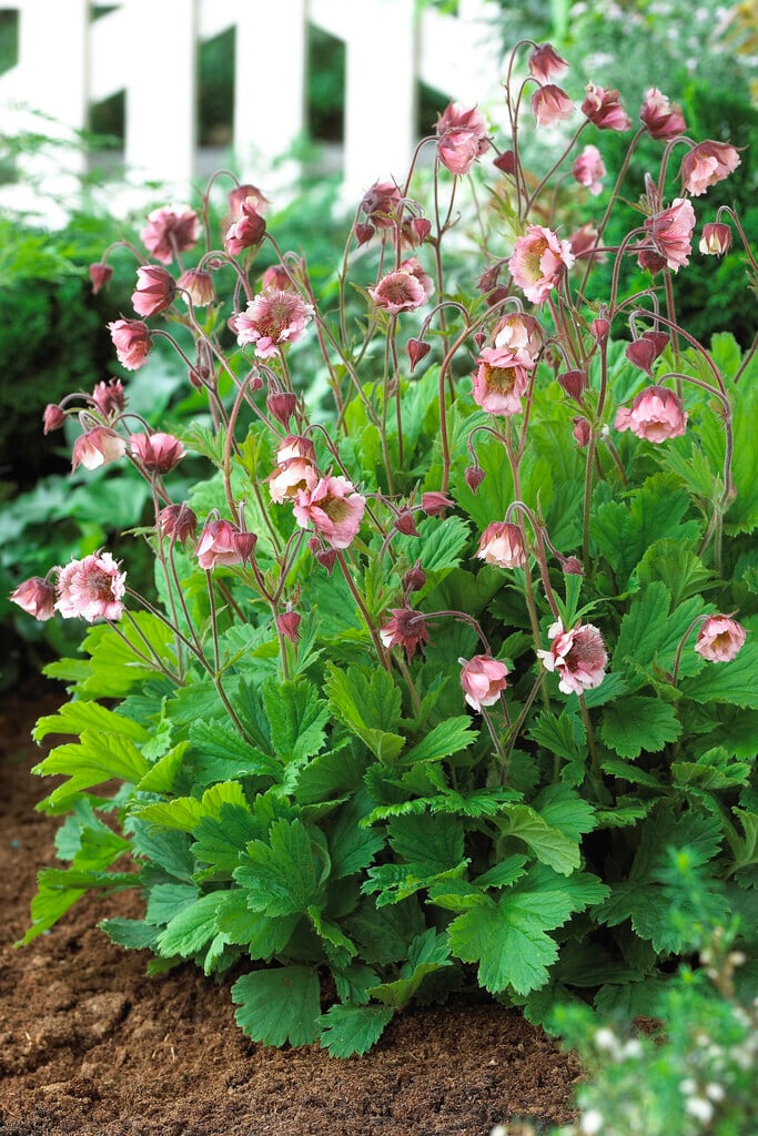 avens 'Pink Frills'
