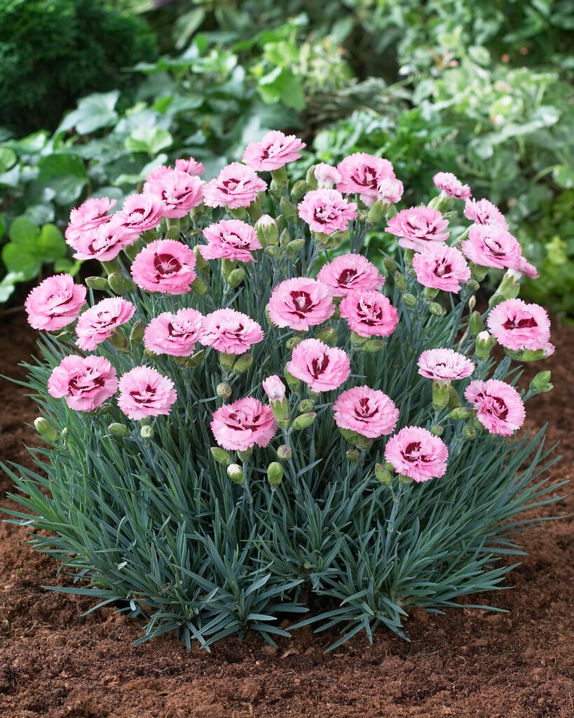 pink 'Devon Yolande'