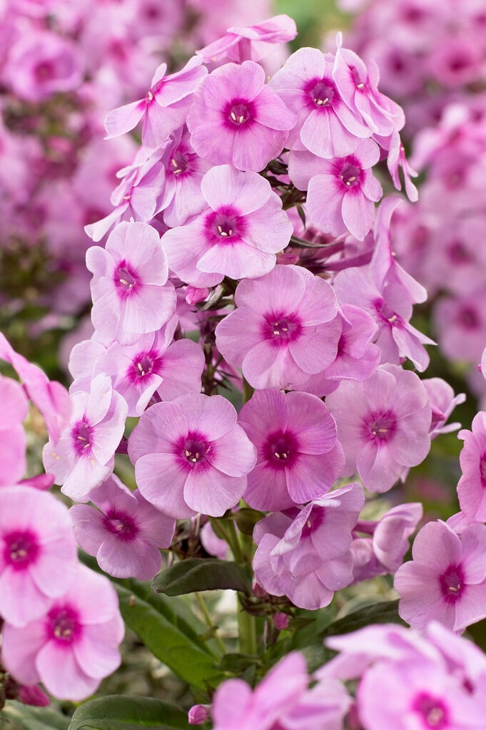 perennial phlox 'Fondant Fancy'