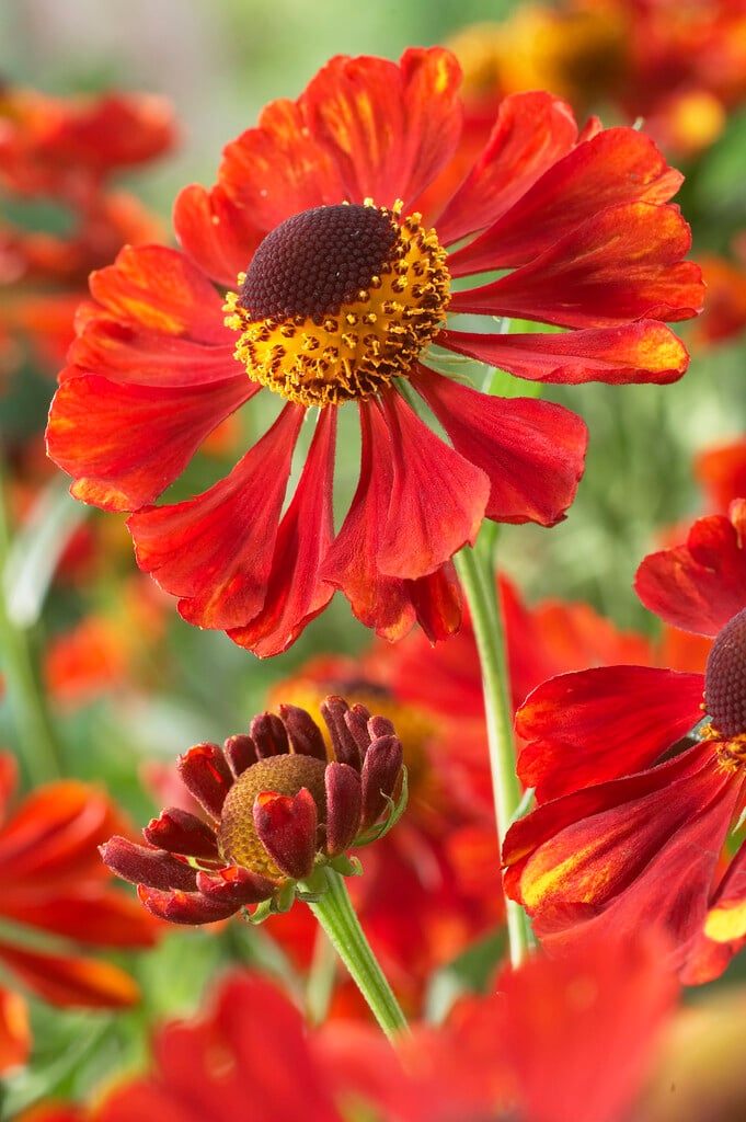 <i>Helenium</i> 'Festival'