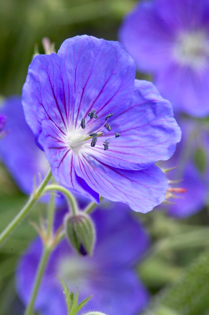 cranesbill 'Eureka Blue'