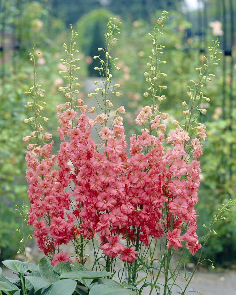 <i>Delphinium</i> 'Coral Sunset' (d)