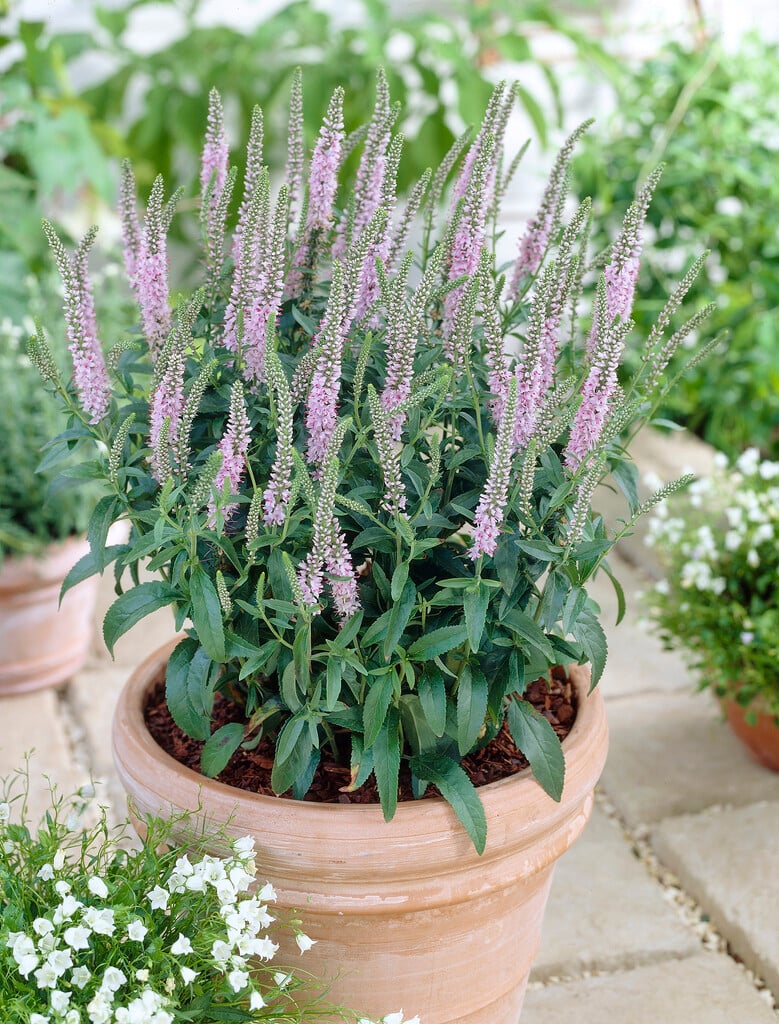 speedwell 'Fairytale'