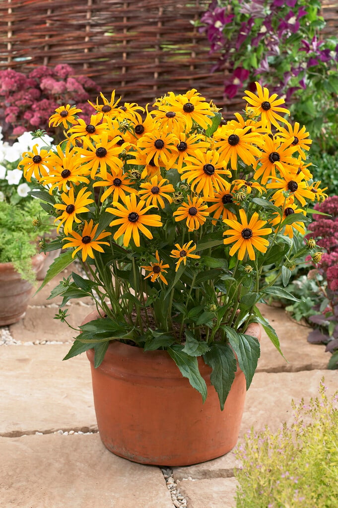 <em>Rudbeckia</em> <em>fulgida</em> var. <em>sullivantii</em> 'Pot of Gold'