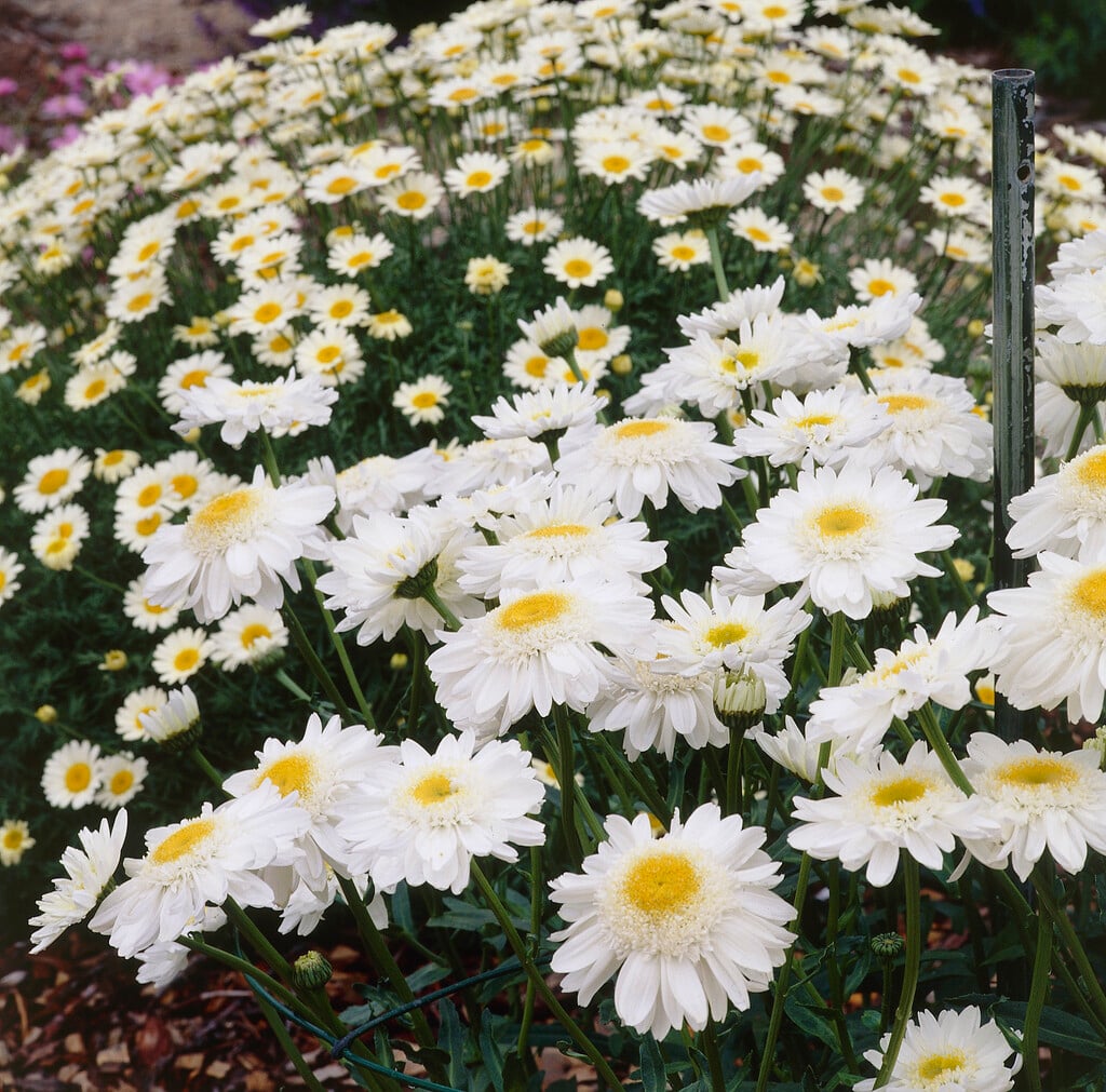 <em>Leucanthemum</em> × <em>superbum</em> 'Sunny Side Up'<sup>PBR</sup>
