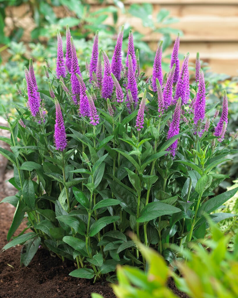 speedwell 'Purpleicious Harmony'